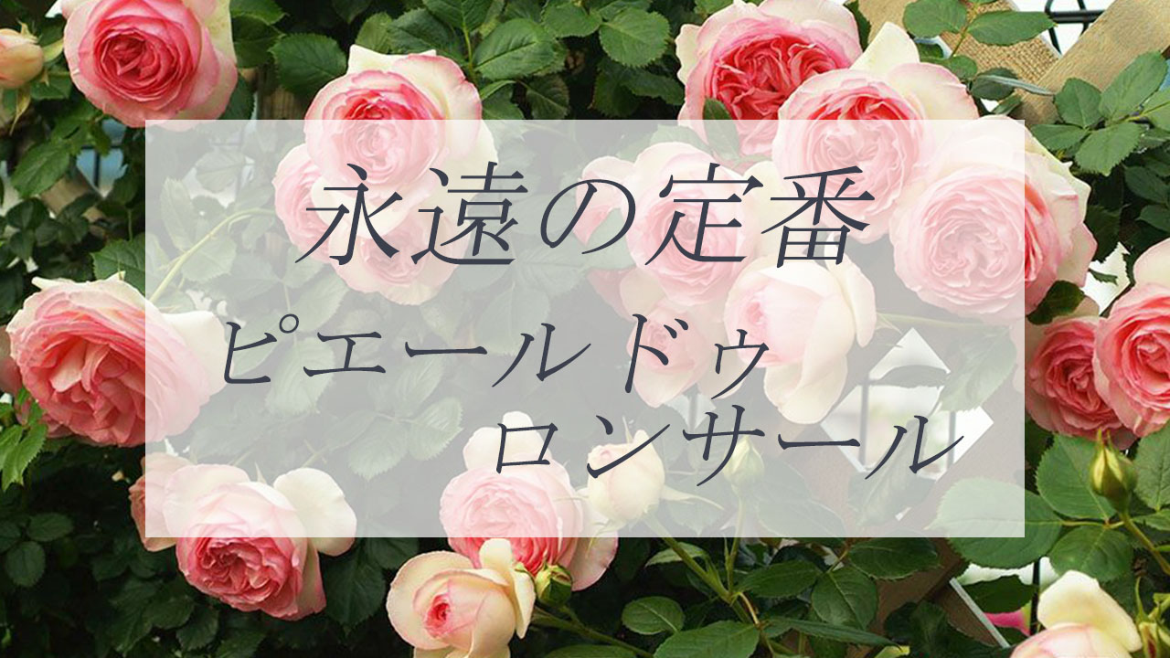永遠の定番つるバラピエールドゥロンサール