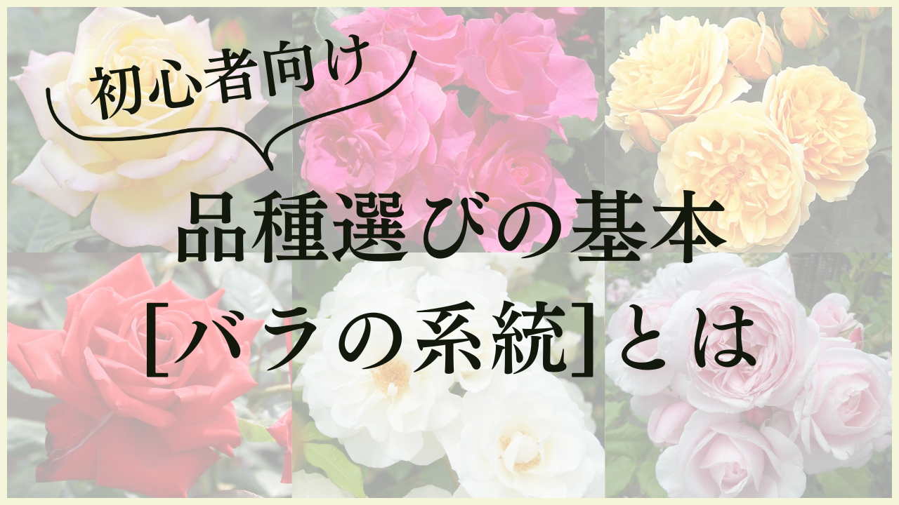 品種選びの基本バラの系統とは
