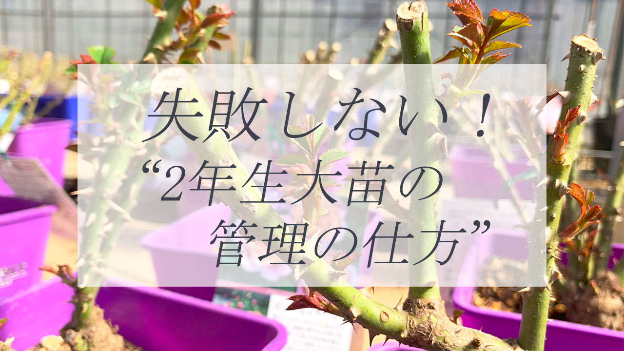 バラ大苗の管理育て方