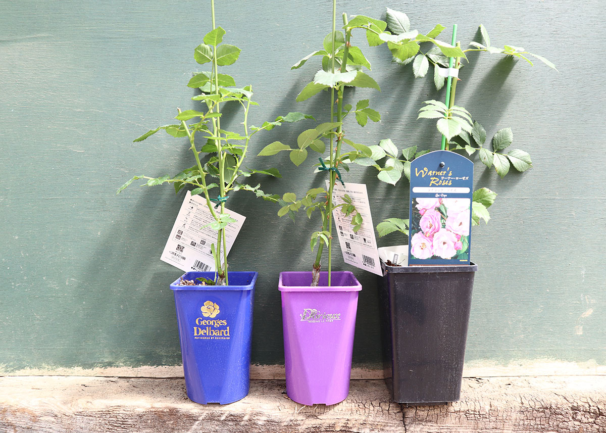 バラ苗新苗イメージ