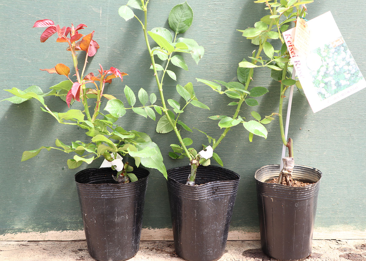 バラ苗新苗イメージ