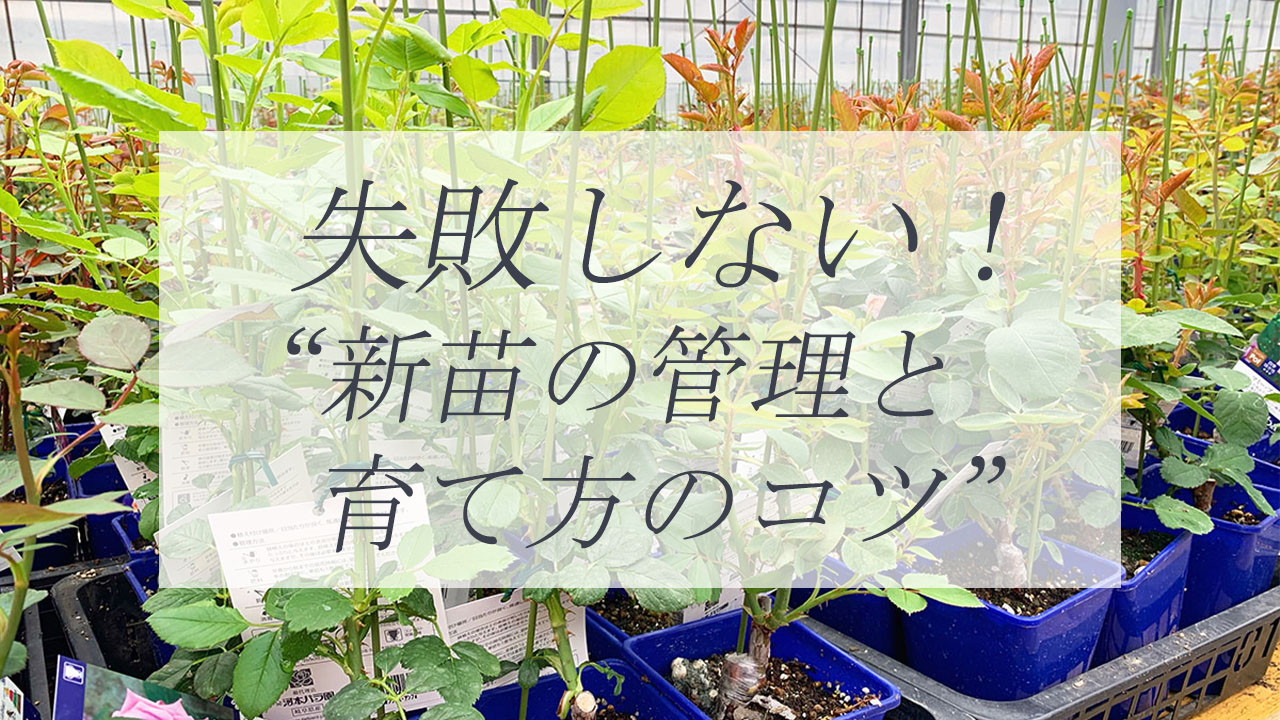失敗しない！新苗の管理と育て方のコツトップページリンク