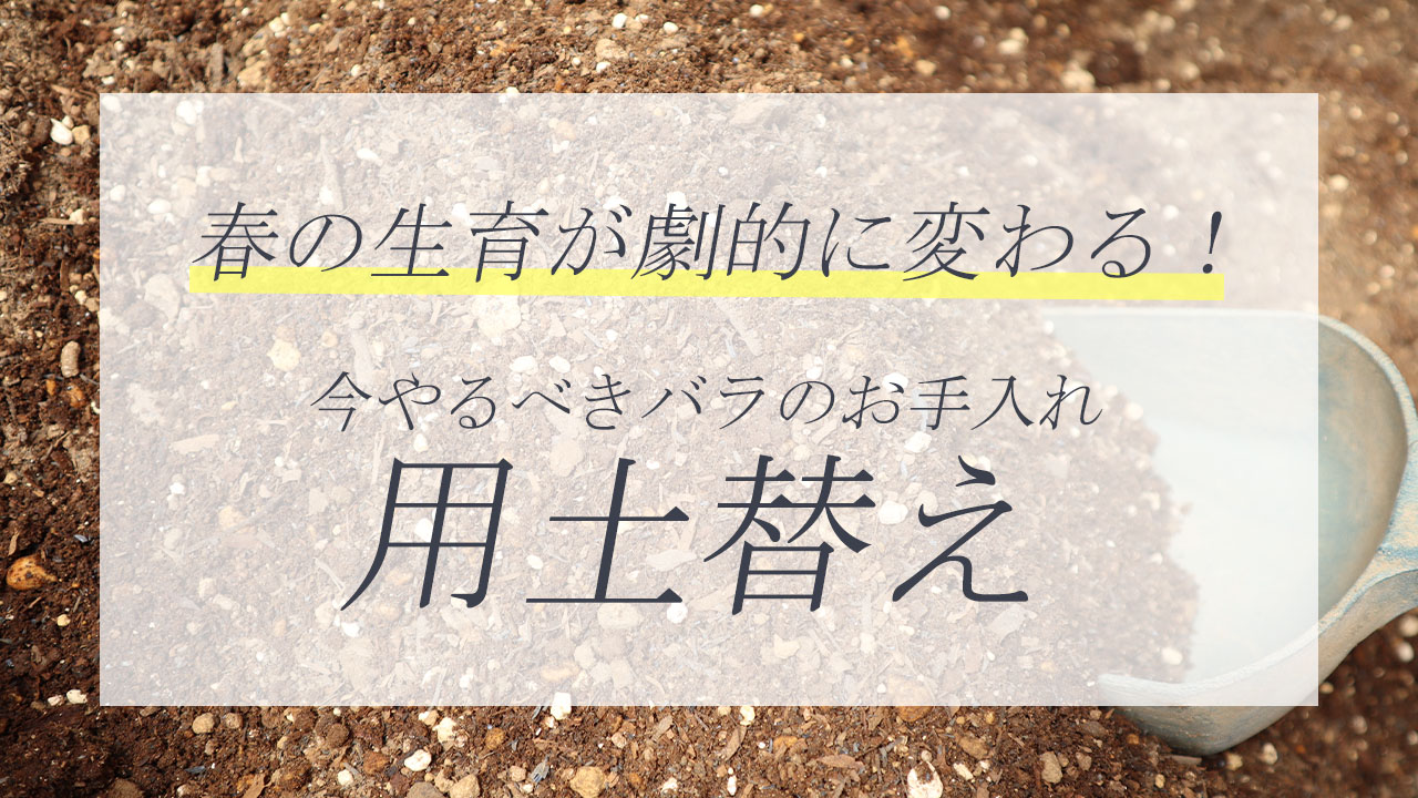 今やるべきバラのお手入れ用土替えの必要性と方法トップページリンク