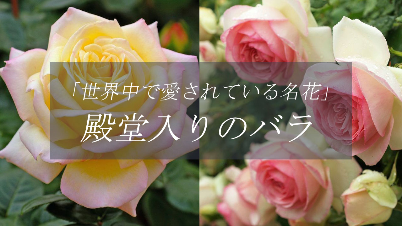 殿堂入りのバラトップページリンク