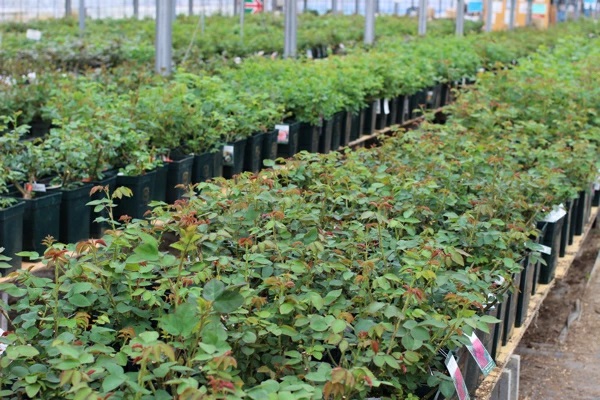 バラ専門店ザローズショップのバラ苗の直売店イメージ