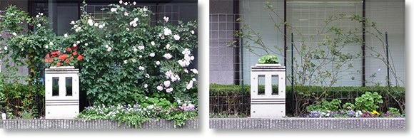 つるバラ専用トレリスカラマリーナ商品詳細ページ