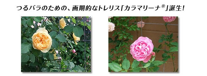 つるバラ専用トレリスカラマリーナ商品詳細ページ