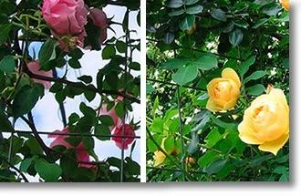 つるバラ専用トレリスカラマリーナ商品詳細ページ