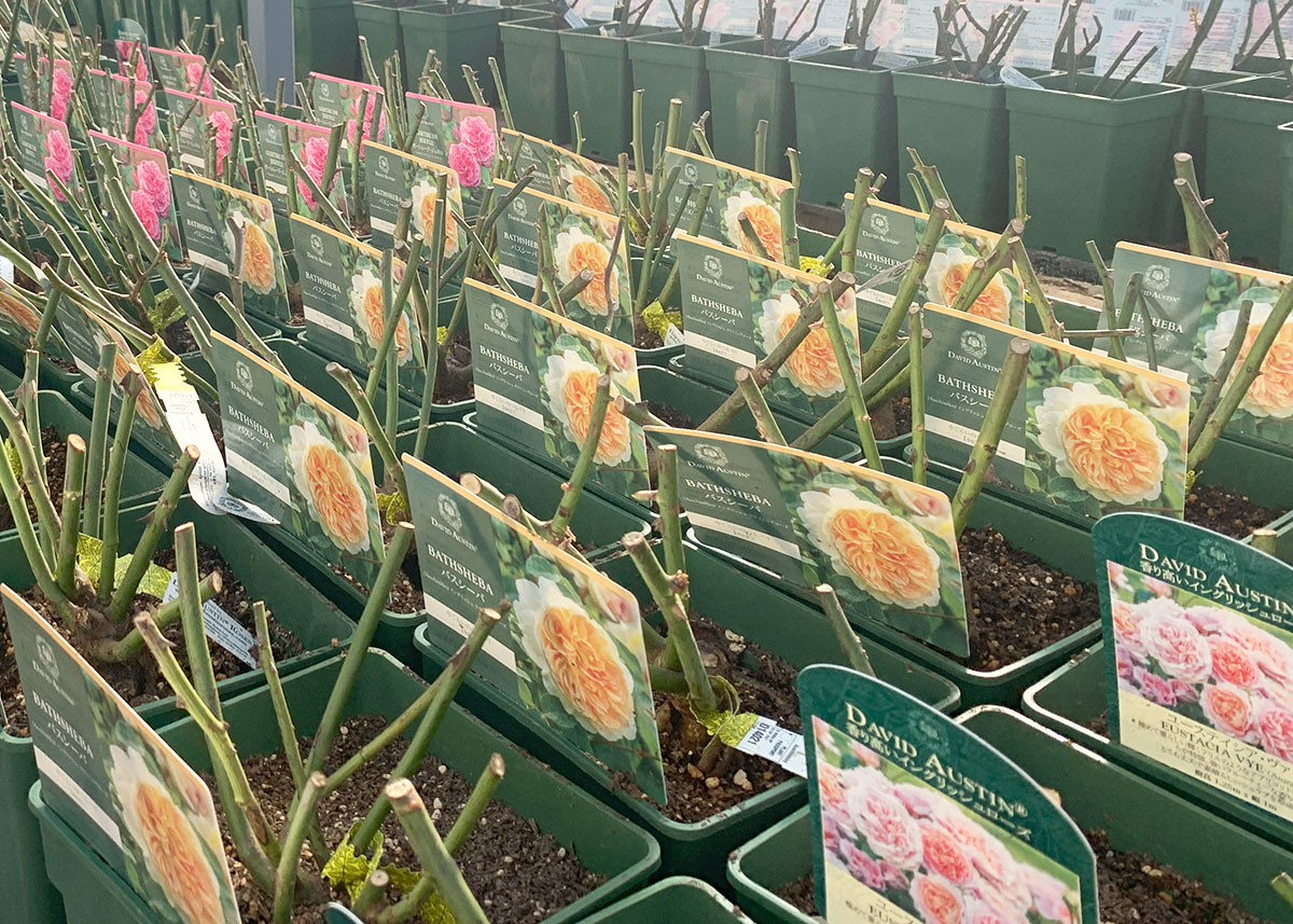 冬のバラ苗大苗イメージ