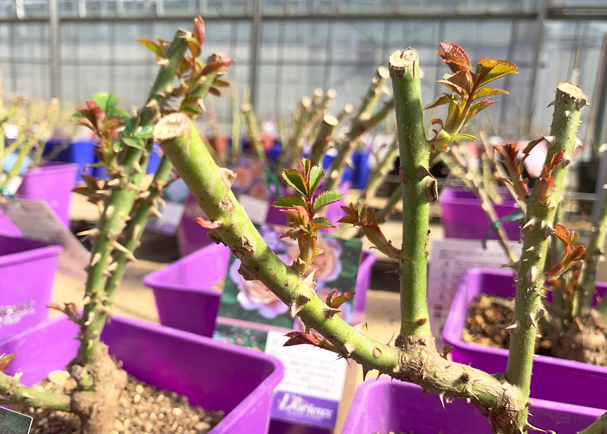 春のバラ苗大苗イメージ