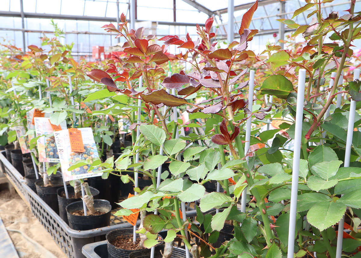 春のバラ苗新苗イメージ