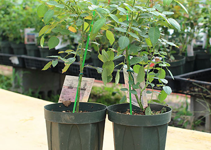 春のバラ苗新苗植え替え中苗イメージ