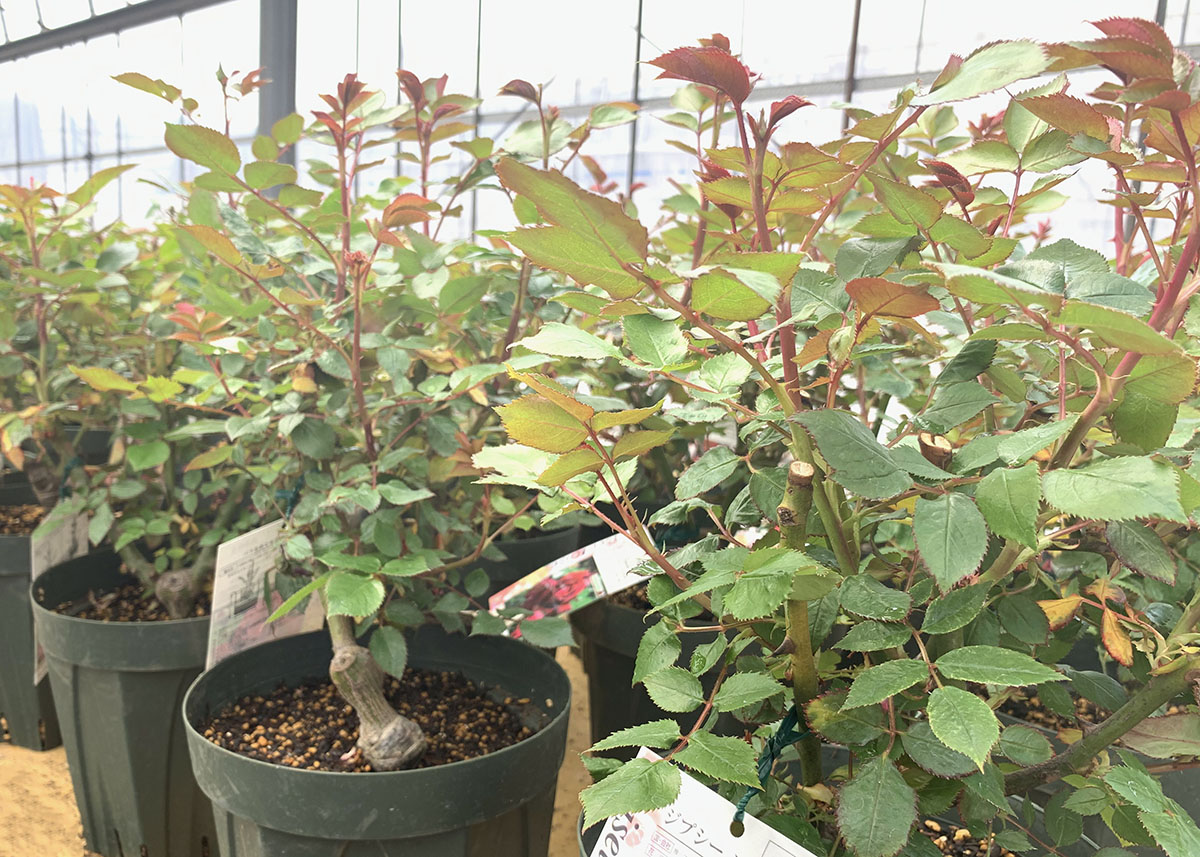 予約苗 バラ苗 【ボスコベル】 (大苗) シュラブ 返り咲き 中輪 ピンク