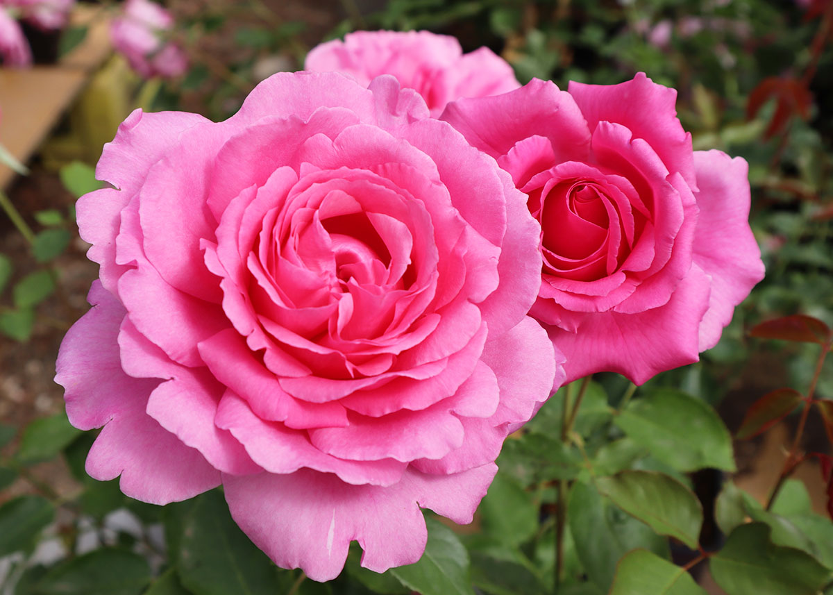 ハイブリッドティーイメージ