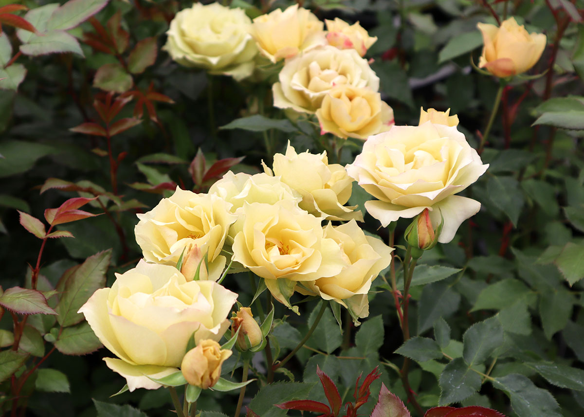 四季咲き中輪 フロリバンダ (FL) | THE ROSE SHOP｜バラ専門店 ザ