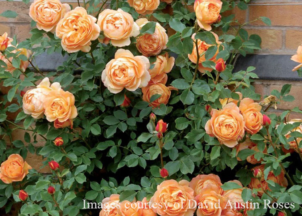 シュラブローズイメージ