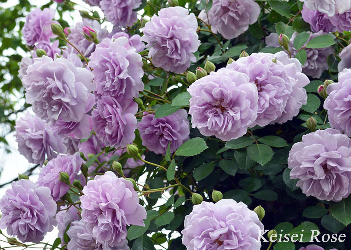 つるバラ クライミングローズ (CL) | THE ROSE SHOP｜バラ専門店 ザ