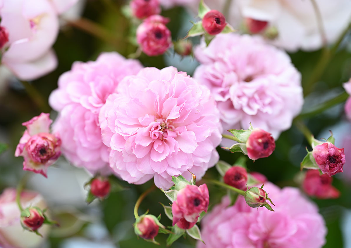 ミニバラ ミニチュアローズ | THE ROSE SHOP｜バラ専門店 ザローズ