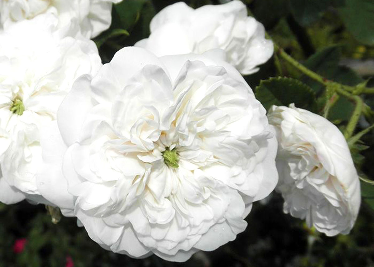 オールドローズ | THE ROSE SHOP｜バラ専門店 ザローズショップ 本店