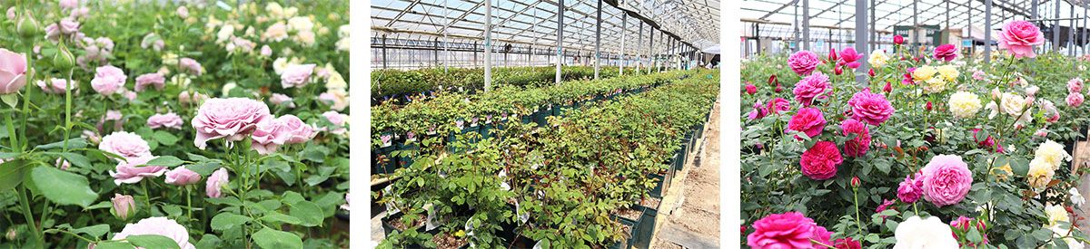 バラ苗トップページイメージ