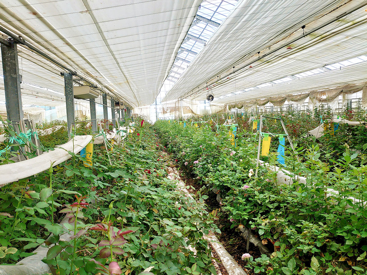 大沼ばら園 (山形) | THE ROSE SHOP｜バラ専門店 ザローズショップ