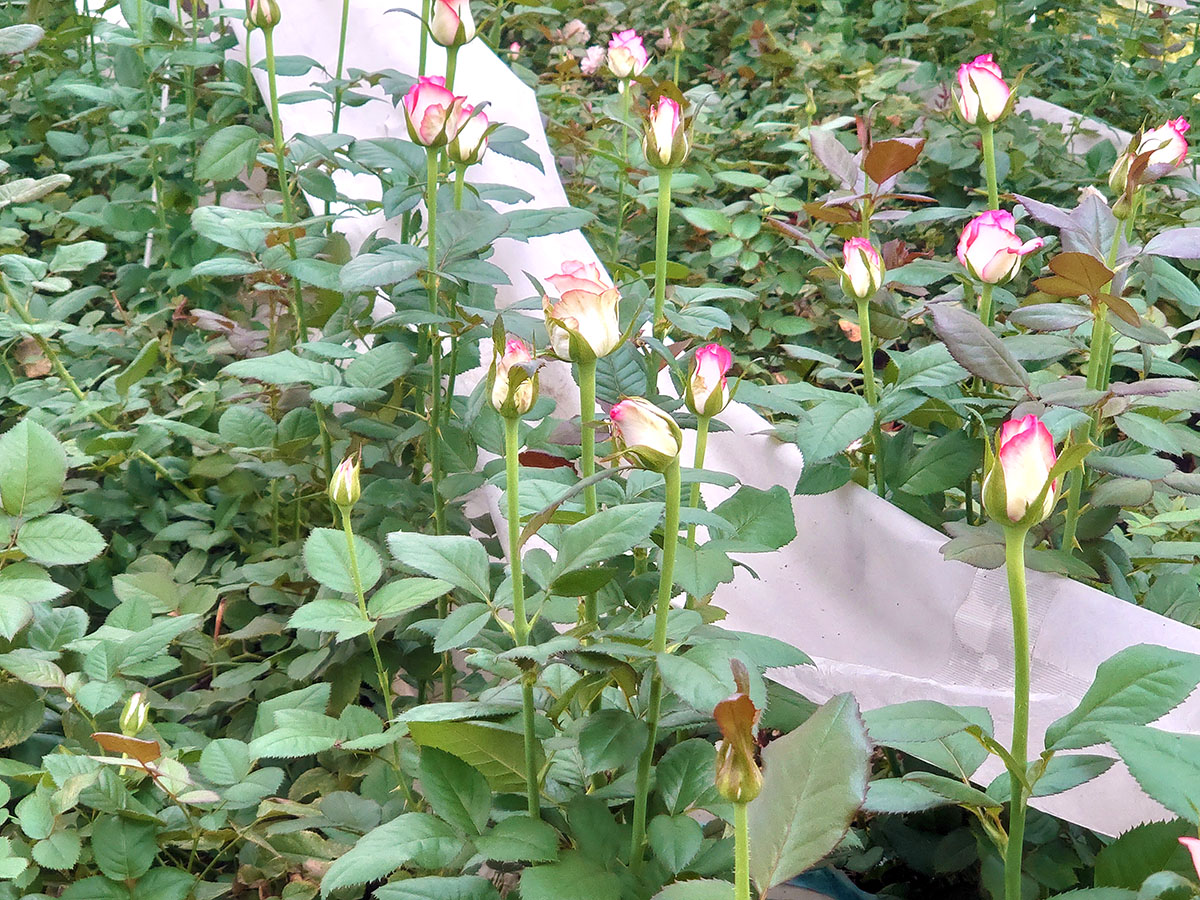 産地直送バラの花束】 | THE ROSE SHOP｜バラ専門店 ザローズショップ