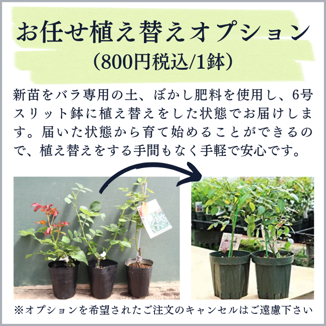 新苗植え替えオプション