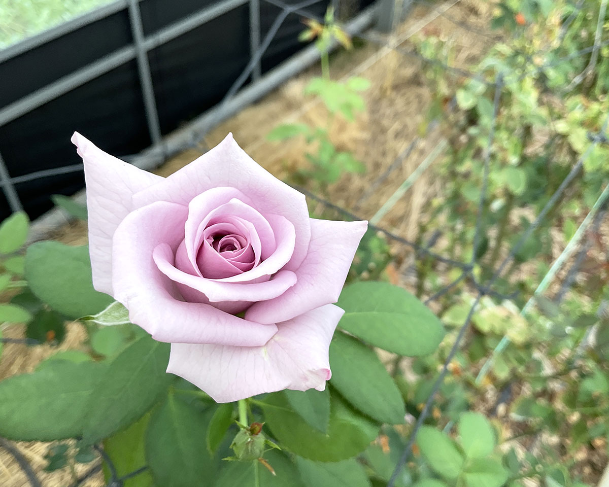 大内ばら園 (山口) | THE ROSE SHOP｜バラ専門店 ザローズショップ