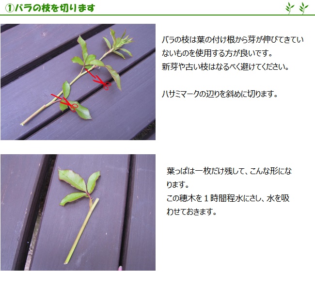 挿し木用ロックウールポット使用方法ページ