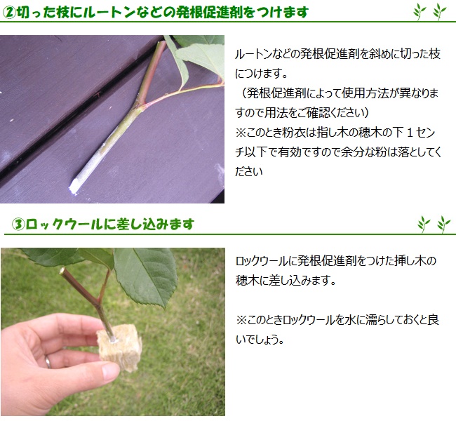 挿し木用ロックウールポット使用方法ページ