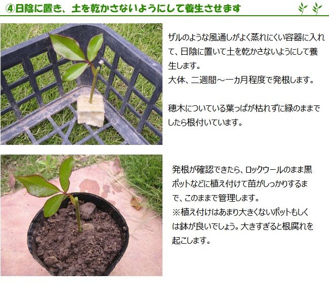 挿し木用ロックウールポット使用方法ページ