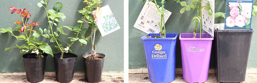 バラ苗新苗ポットイメージ