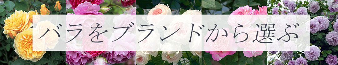 バラ苗をブランドで選ぶページリンク