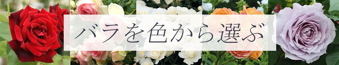 THE ROSE SHOP｜バラ専門店 ザローズショップ 本店 - バラ苗の通販
