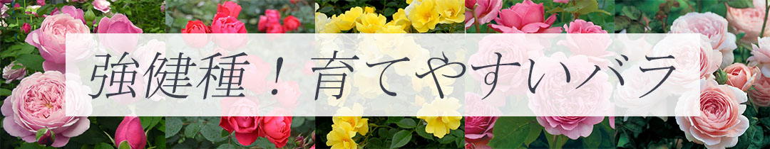 バラ苗を育て易さから選ぶページリンク