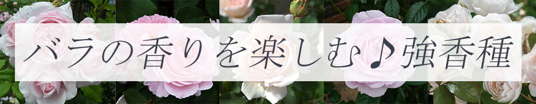 バラ苗を香りで選ぶページリンク