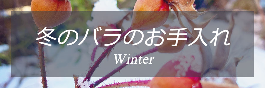 季節のバラのお手入れ冬イメージ