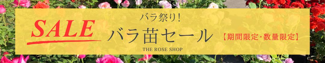バラ苗セール