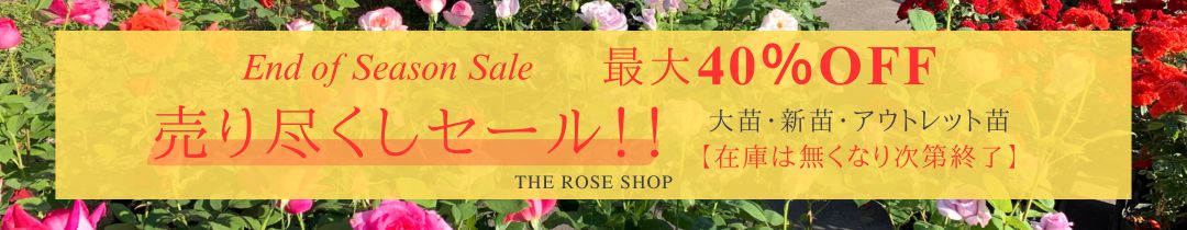 売り尽くしセール | THE ROSE SHOP｜バラ専門店 ザローズショップ 本店