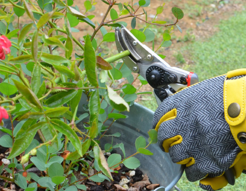 剪定ばさみ（小型）トップページイメージ
