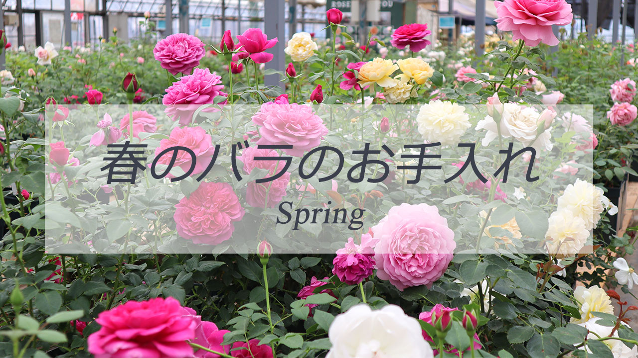季節のバラのお手入れトップページリンク
