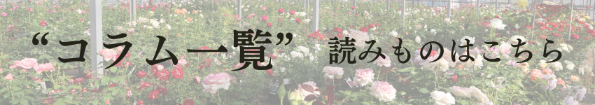 バラに関するコラムページリンク