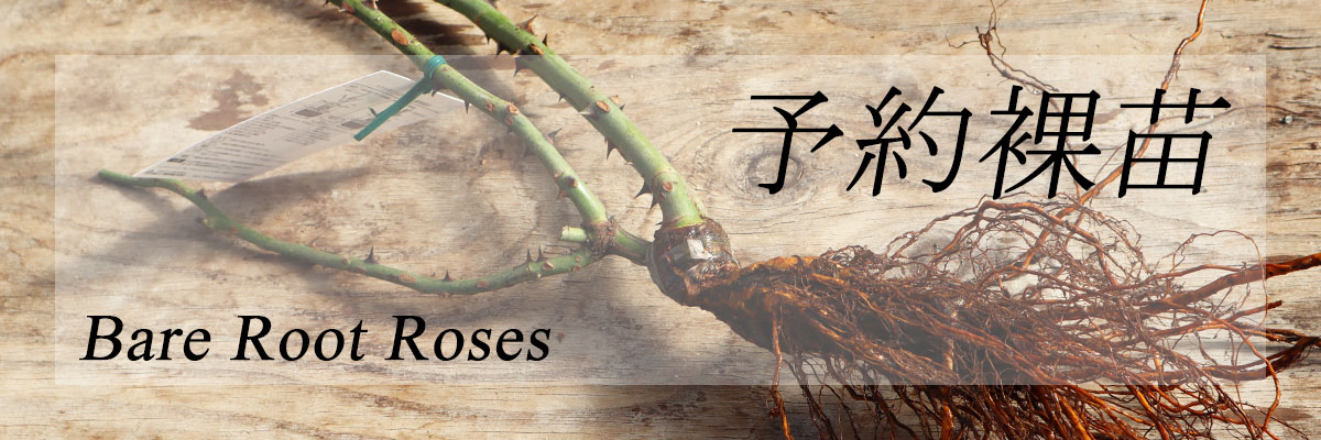 topbanner_pottedroses.jpg
