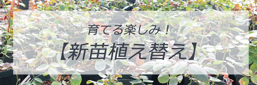 即納バラ新苗植え替え苗トップページリンク