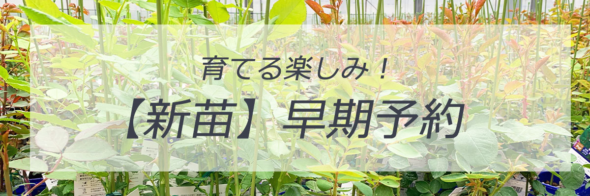 バラ苗予約新苗トップページリンク