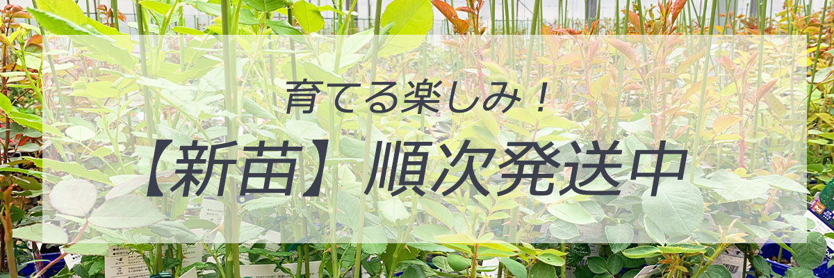 バラ苗新苗トップページリンク