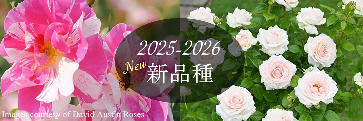 バラ新品種・新入荷品種 2025-2026年トップページリンク