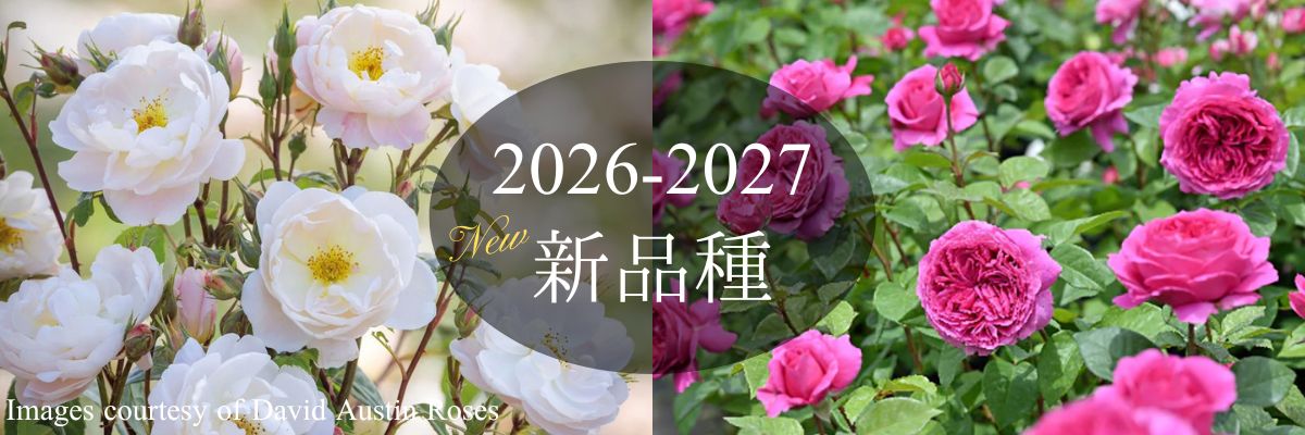 バラ新品種・新入荷品種 2026-2027年トップページリンク