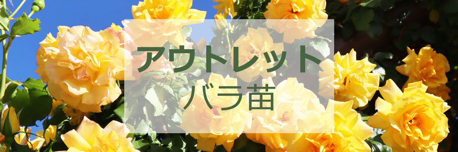 アウトレット】バラ苗 | THE ROSE SHOP｜バラ専門店 ザローズショップ