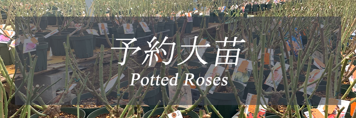 次回2026年秋] 予約大苗 | THE ROSE SHOP｜バラ専門店 ザローズ